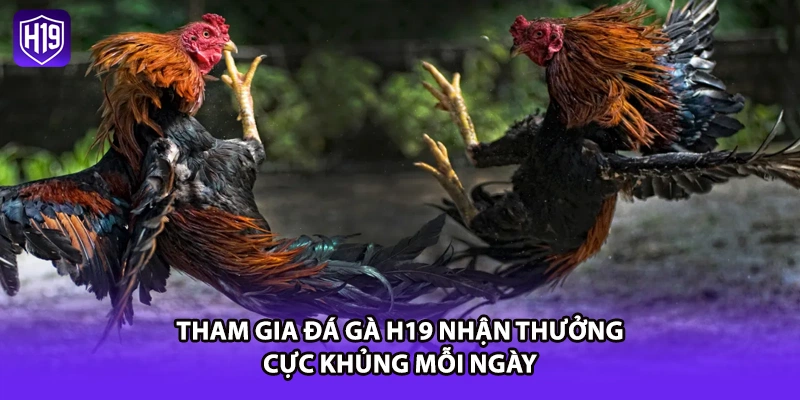 Tham gia đá gà H19 nhận thưởng cực khủng mỗi ngày